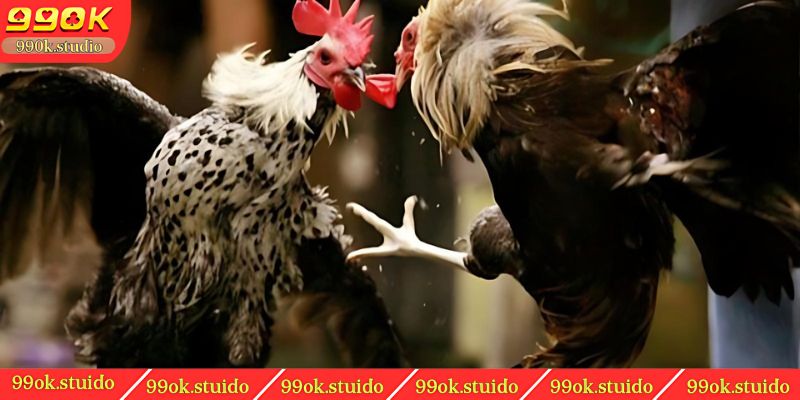 Gà màu gì đá hay nhất màu lông có đúng không